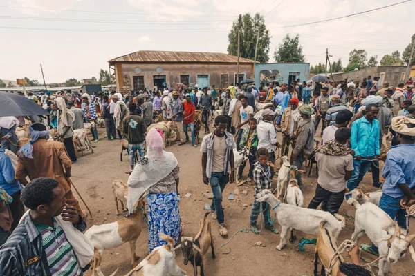 Axum Ethiopie Avril 2019 Les Ethiopiens Vendant Achetant Des Animaux — Photo