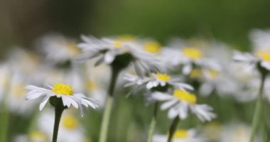 Küçük bahar papatya çiçeği