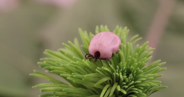 Tick (Ixode ricinus)危险昆虫 — 图库视频影像