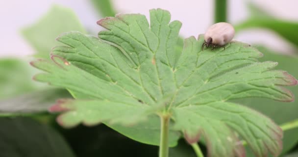 Tick (Ixodes ricinus) nebezpečný hmyz — Stock video