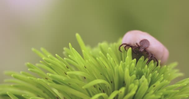 Garrapata (Ixodes ricinus) insecto peligro — Vídeos de Stock