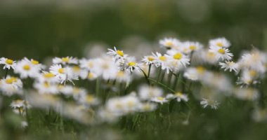 Küçük bahar papatya çiçeği