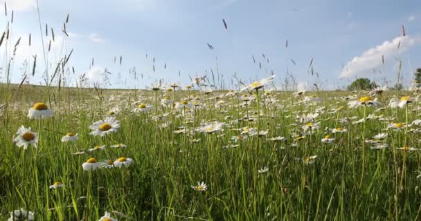 草地上的白色玛格丽特花 — 图库视频影像