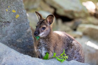 Tatlı ve güzel kırmızı boyunlu Wallaby, Avustralya hayvan kangurusu (Macropus rufogriseus)