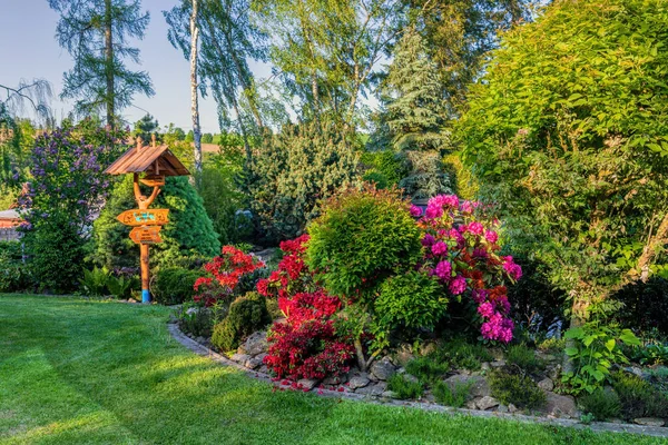 Beau Concept Jardin Été Conifères Verts Herbe Verte Soleil Après — Photo