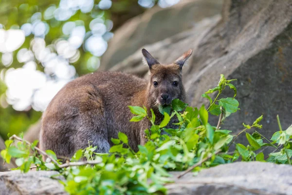 Tatlı Güzel Kırmızı Boyunlu Wallaby Avustralya Hayvan Kangurusu Macropus Rufogriseus — Stok fotoğraf