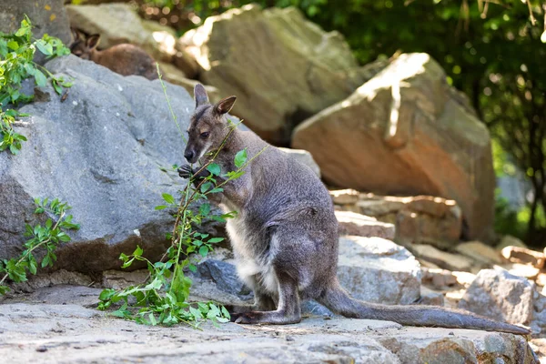 Tatlı Güzel Kırmızı Boyunlu Wallaby Avustralya Hayvan Kangurusu Macropus Rufogriseus — Stok fotoğraf