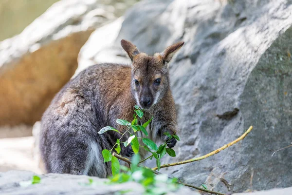 Tatlı Güzel Kırmızı Boyunlu Wallaby Avustralya Hayvan Kangurusu Macropus Rufogriseus — Stok fotoğraf