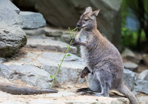 Detalle Hembra Wallaby Cuello Rojo Con Bebé Bolsa Lindo Canguro — Foto de Stock