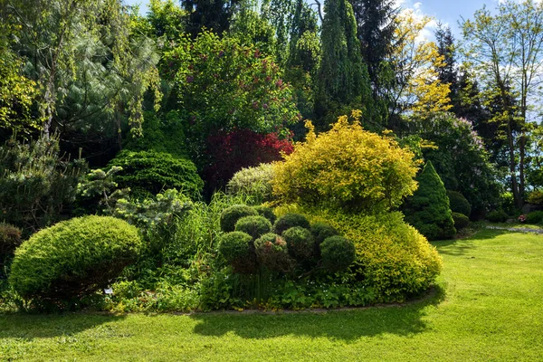 美丽的夏季花园理念 绿色的针叶树 绿草和下午的阳光 华丽的花卉园艺概念 — 图库照片
