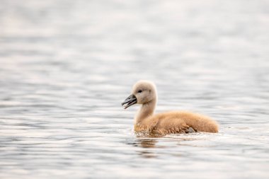 Kuş dilsiz kuğusunun yalnız tavuğu (Cygnus olor) ilkbaharda, Çek Cumhuriyeti 'nin vahşi yaşamı yansımasıyla gölde yüzer.