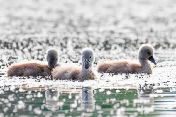 Madarak Néma Hattyúi Cygnus Olor Tavasszal Úsznak Tavon Csehország Európa — Stock Fotó