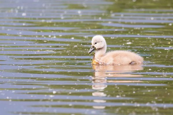 lonely chicken of bird mute swan (Cygnus olor) swim in spring on pond with reflection, Czech Republic Europe wildlife