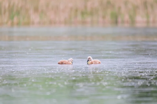 捷克共和国欧洲野生动物 春天的池塘里 一只沉默的天鹅 天鹅绒色 的小鸡在倒映着倒影游泳 — 图库照片