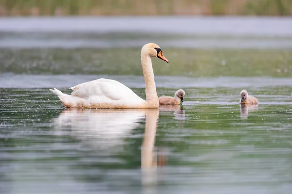 Wildvogel Höckerschwan Cygnus Olor Mit Hühnern Schwimmen Frühling Auf Teich — Stockfoto