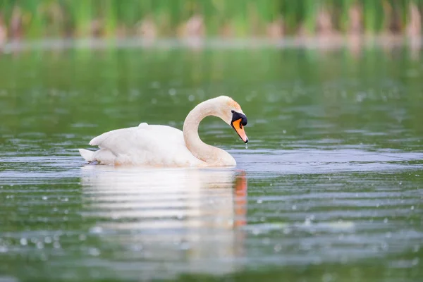 Wildvogel Höckerschwan Cygnus Olor Schwimmt Frühling Auf Teich Mit Reflexion — Stockfoto