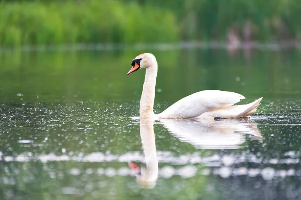 Wildvogel Höckerschwan Cygnus Olor Schwimmt Frühling Auf Teich Mit Reflexion — Stockfoto