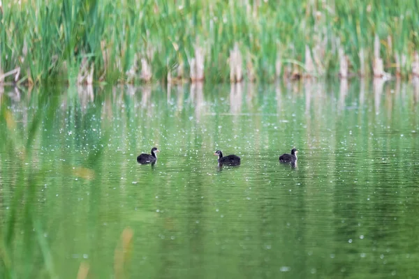水鸟的水鸡欧罗巴 芙丽卡在池塘上倒映着春绿的倒影 捷克共和国 欧洲野生动物 — 图库照片