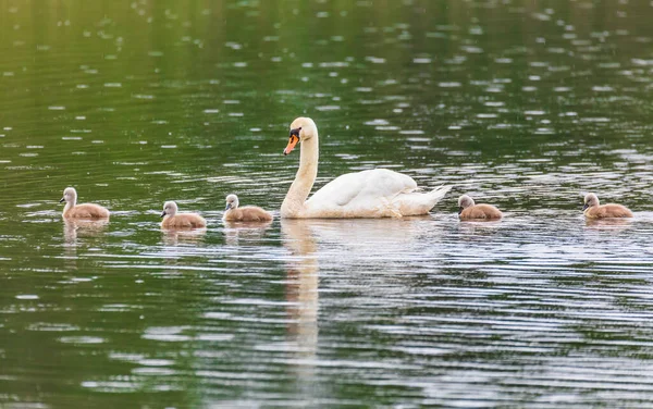 Vadon Élő Madár Néma Hattyú Cygnus Olor Tavasszal Úszni Tavon — Stock Fotó