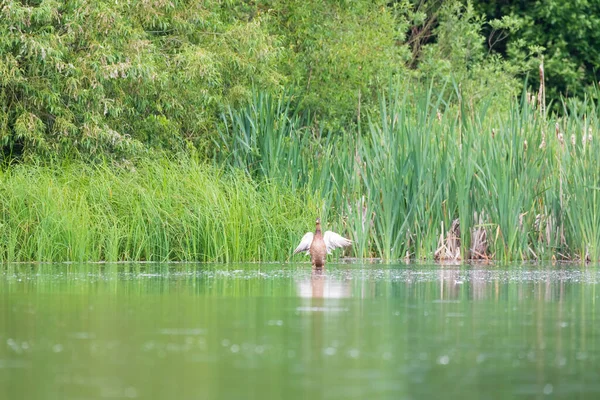 Gölette Sıradan Ördek Dişisi Baharda Yaban Ördeği Anas Platyrhynchos Çek — Stok fotoğraf