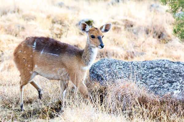 Weibchen Seltener Endemischer Menelik Buschbock Busch Tragelaphus Scriptus Meneliki Antilope — Stockfoto