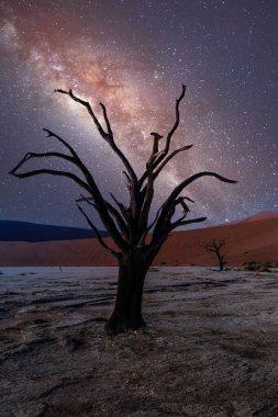 Ölü Vlei arazisindeki akasya, Namib çölü, vadideki ölü akasya ağacı gece gökyüzü, Namibya Sossusvlei, Afrika vahşi doğası
