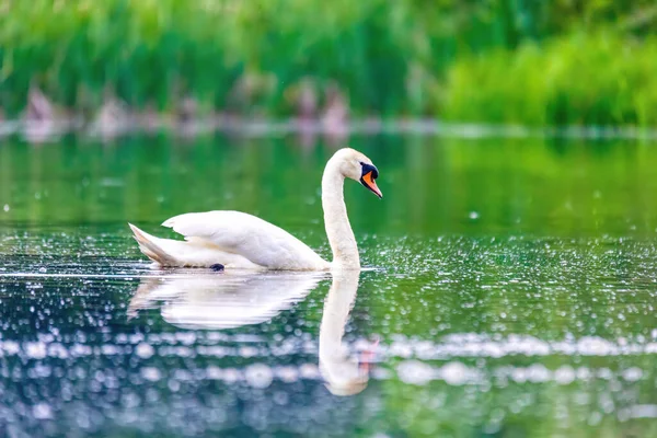 Wildvogel Höckerschwan Cygnus Olor Schwimmt Frühling Auf Teich Mit Reflexion — Stockfoto