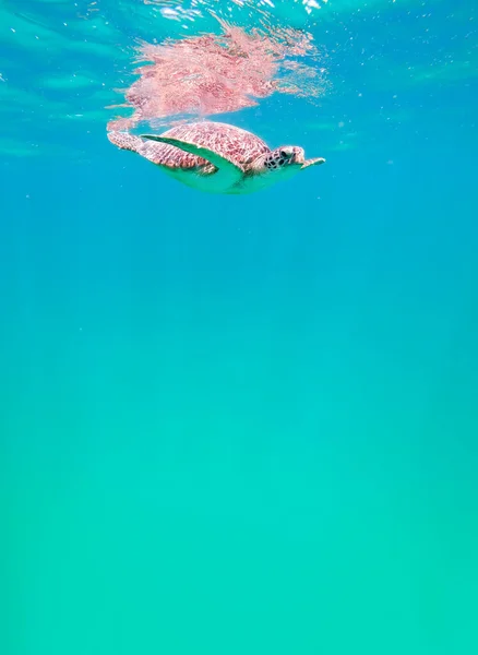 Aranyos Zöld Tengeri Teknős Chelonia Mydas Úszni Türkiz Vízben Egy — Stock Fotó
