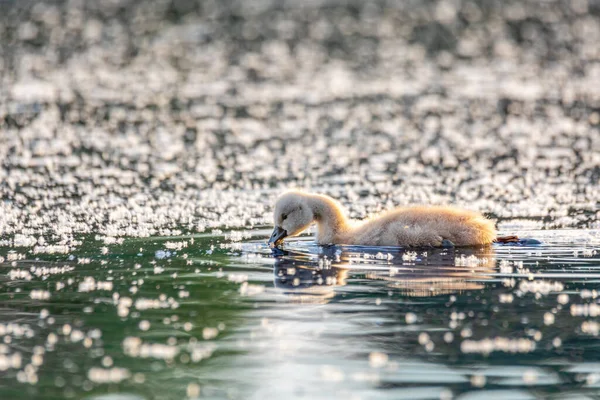参考译文 捷克共和国欧洲野生动物 一只沉默的天鹅 Cygnus Olor 在池塘里游泳 它是一只孤独的小鸡 — 图库照片