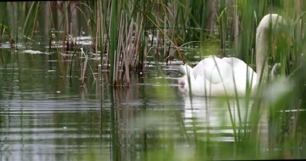 Wild bird mute swan in spring on pond — Stock Video