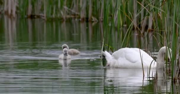 Cisne mudo pássaro selvagem na primavera na lagoa — Vídeo de Stock