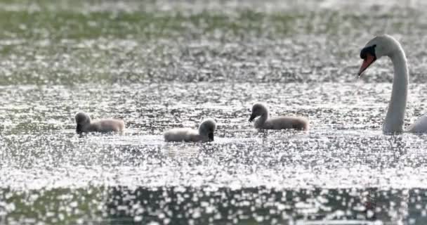 Cisne mudo pájaro salvaje en primavera en estanque — Vídeo de stock