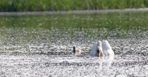 Cisne mudo pájaro salvaje en primavera en estanque — Vídeos de Stock