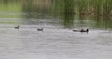Kuş Avrasyalı kuş Fulica atra tavuk