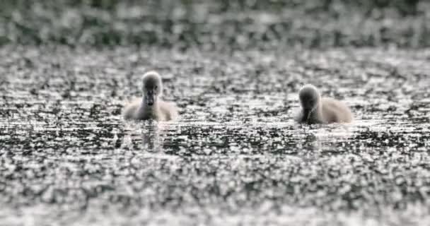 池の上で春に野鳥ミュート白鳥の鶏 — ストック動画