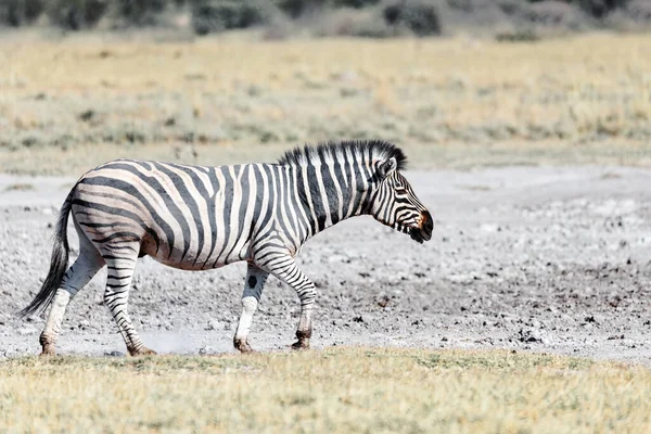 Zebra Afrikaanse Struiken Een Waterput Moremi Wildreservaat Botswana Afrika Safari — Stockfoto