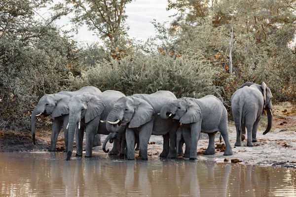 アフリカの群れエレファント ウォーターホール モレミ ゲーム リザーブボツワナ アフリカサファリ野生動物 — ストック写真