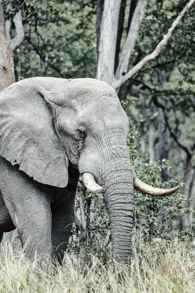 Majestic African Elephant Moremi Game Reserve Botswana Safari Faune — Photo