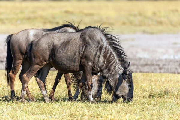 Salvaje Blue Wildebeest Gnu Naturaleza Botswana África Safari Vida Silvestre —  Fotos de Stock