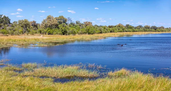 Bela Paisagem Nos Pântanos Okavango Rio Com Hipopótamos Repouso Reserva — Fotografia de Stock