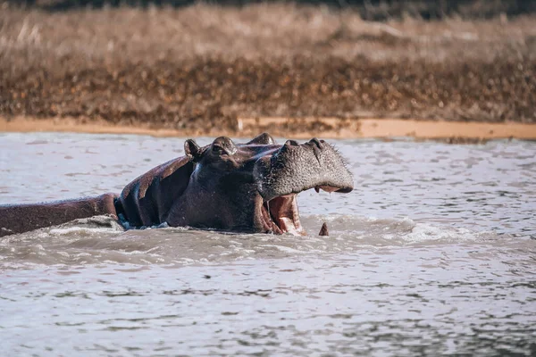 Stor Flodhäst Hippopotamus Hippopotamus Med Öppen Mun Den Naturliga Livsmiljön — Stockfoto