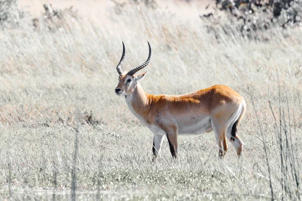 Antilopa Lechwe Kobus Leche Nebo Jižní Lechwe Moremi Game Reserve — Stock fotografie