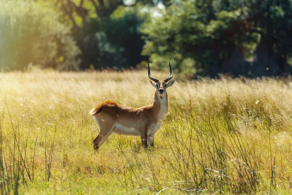 Antilop Lechwe Kobus Lechhe Veya Güney Lechwe Moremi Oyun Rezervi — Stok fotoğraf