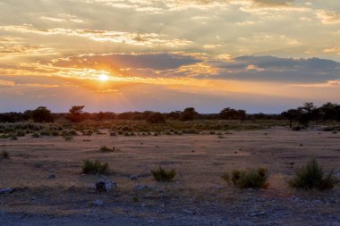Etosha arazisi üzerinde gün doğumu, Afrika 'nın Akasya Ağaçları' ndan, Namibya Afrika 'nın vahşi doğasından