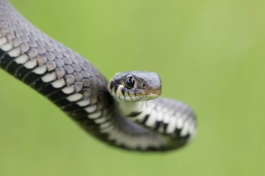 Küçük çim yılanı, Natrix natrix, Avrupa vahşi yaşamı, Çek Cumhuriyeti