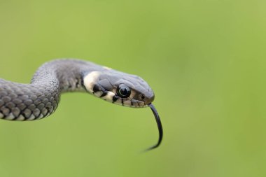 Küçük çim yılanı, Natrix natrix, Avrupa vahşi yaşamı, Çek Cumhuriyeti