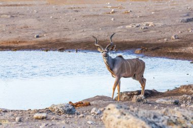 Nehrin kıyısındaki Etosha Namibya, Afrika safari yaban hayatı ve vahşi doğada yaşayan büyük erkek.