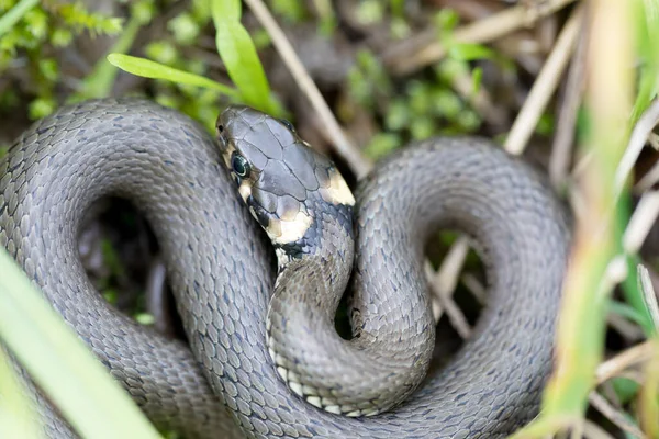 Closeup Small Grass Snake Natural Habitat Defend Pose Natrix Natrix — Stock Photo, Image