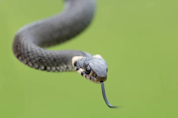 Detailní Záběr Malého Travního Hada Natrix Natrix Evropská Volně Žijící — Stock fotografie
