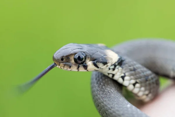 Nahaufnahme Einer Kleinen Ringelnatter Natrix Natrix Europäische Tierwelt Tschechien — Stockfoto